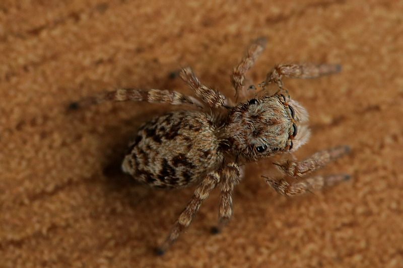 Salticidae:  Pseudeuophrys sp.
